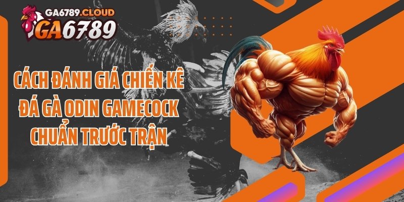 Cách đánh giá chiến kê đá gà Odin Gamecock chuẩn trước trận