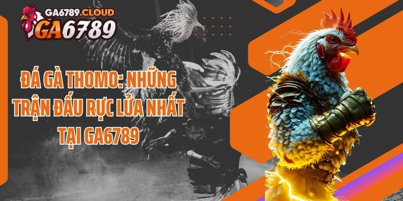 Lý giải lý do vì sao sới đấu gà Thomo lại nổi tiếng như vậy