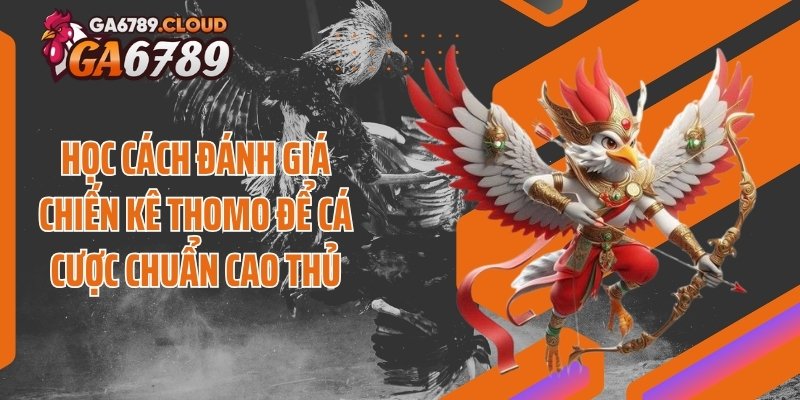 Học cách đánh giá chiến kê Thomo để cá cược chuẩn cao thủ