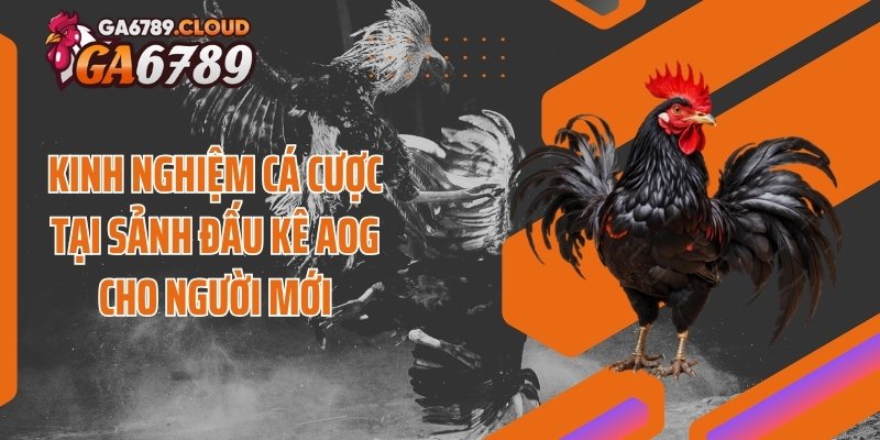 Kinh nghiệm cá cược tại sảnh đấu kê AOG cho người mới