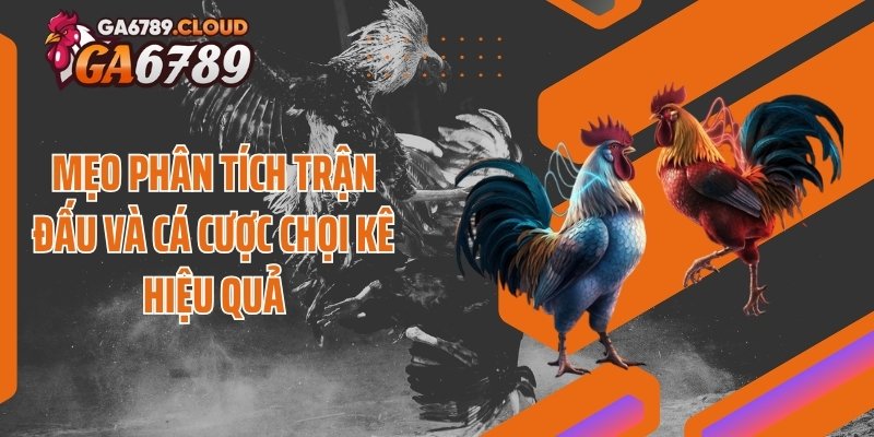 Mẹo phân tích trận đấu và cá cược chọi kê hiệu quả