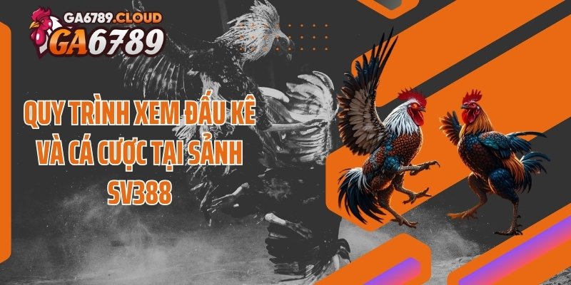 Quy trình xem đấu kê và cá cược tại sảnh SV388