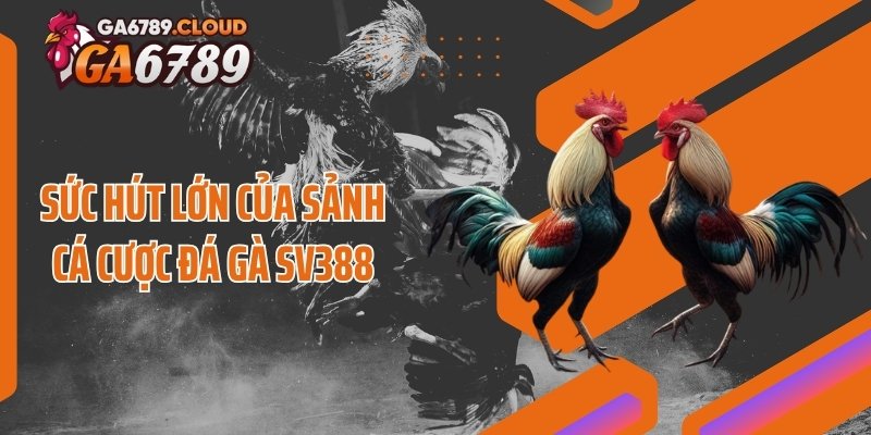Sức hút lớn của sảnh cá cược đá gà SV388